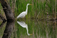 Casmerodius albus (Airone bianco maggiore)